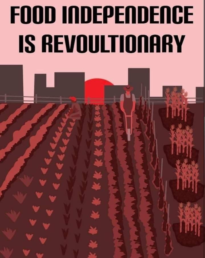 This meme is an image of a person standing in a field of crops, with a cityscape in the background. The text "Food Independence is Revolutionary" is written above the image. The image is likely a humorous commentary on the idea that having control over one's own food is a revolutionary act, rather than a straightforward statement about food independence.